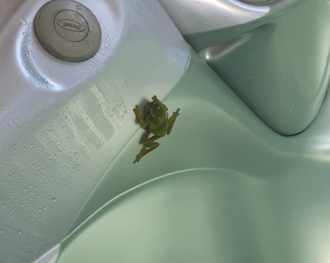 green frog in spa pool