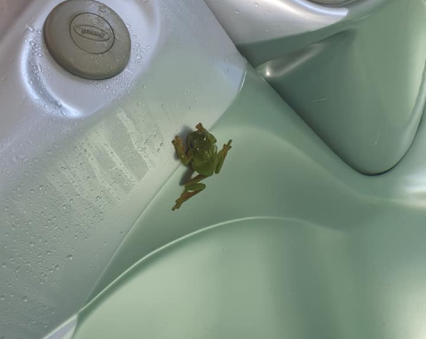 No Green Frogs 1 green frog in spa pool